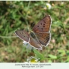 lycaena tityrus male krasnodar 1